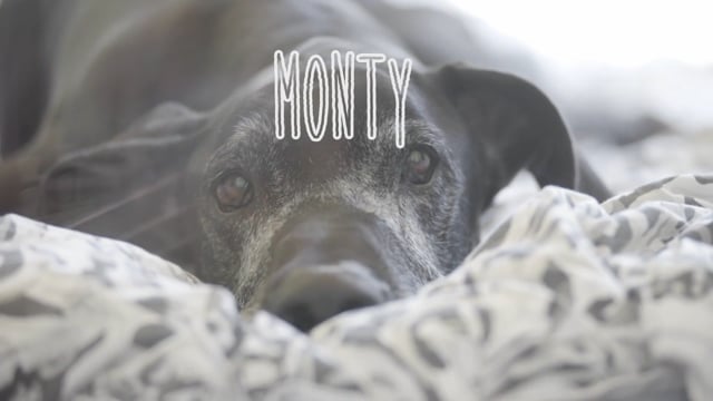 Cannabis & Pets - Monty