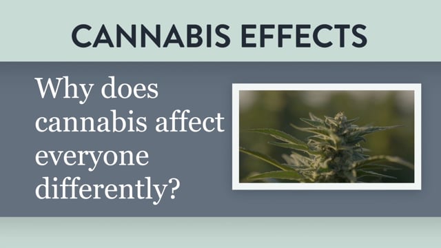 Why Does Cannabis Effect Everyone Differently?