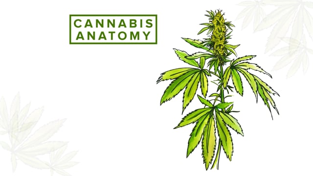 The Anatomy of the Cannabis Plant
