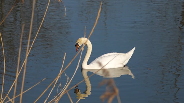 Cygne Sur L'Eau Animaux - Free video on Pixabay - Pixabay