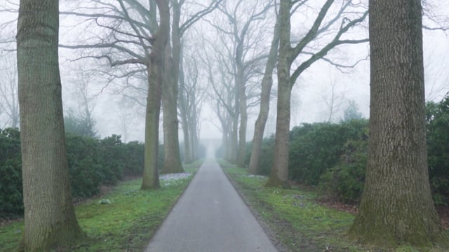 Mist Videos: Download 382+ Free 4K & HD Stock Footage Clips - Pixabay