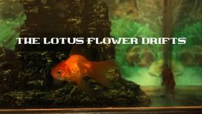 The Lotus Flower Drifts