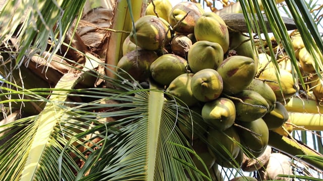 Coconut Cultivation, Coconut Cultivation Board, Best Coconut ...