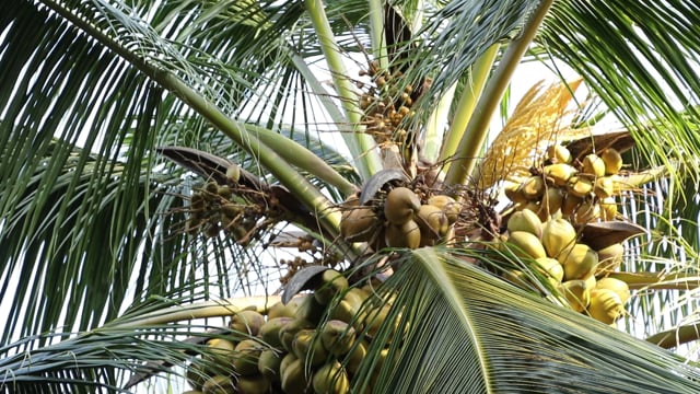 Coconut Cultivation, Coconut Cultivation Board, Best Coconut ...