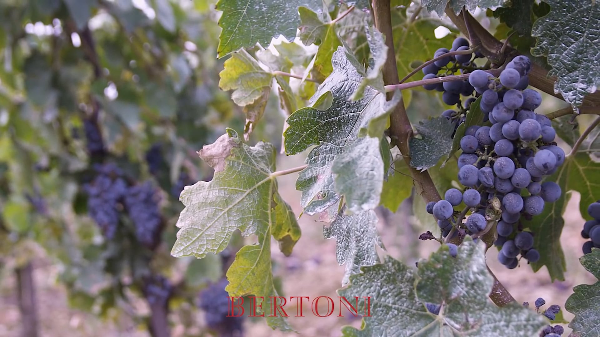 The Italian Dream - Chef JT