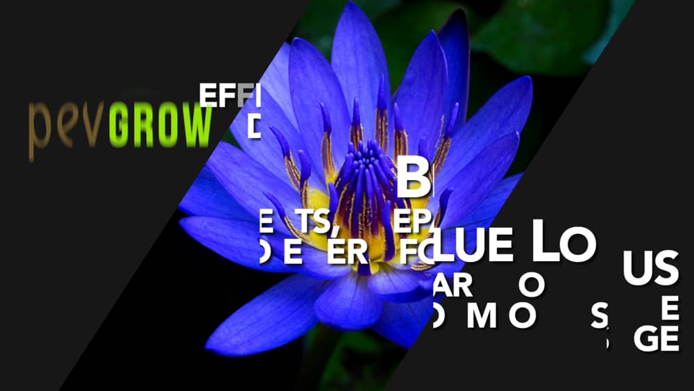 Blue Lotus All The Information You Need To Know