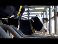 Collares GEA Cow Scout