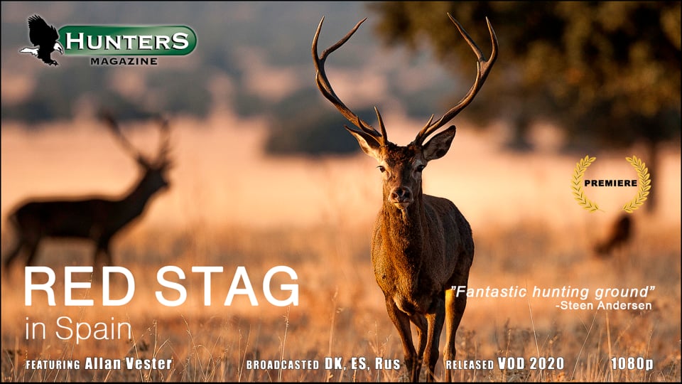 Red stag in Spain