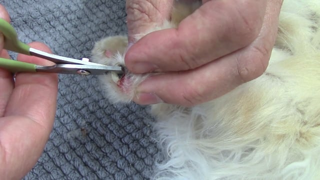 What Happens if you Don’t Trim Nails