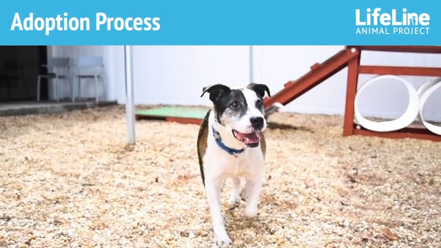 Adoption Process & Fees - DeKalb County Animal Services