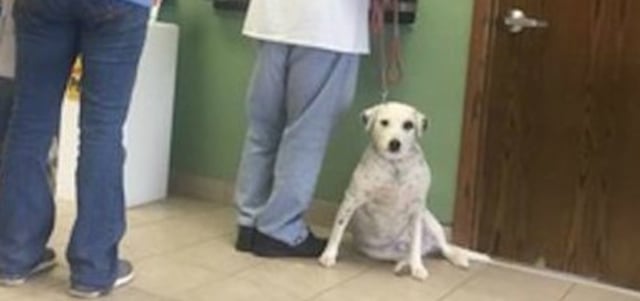 Would you Return your Dog After the Pandemic?