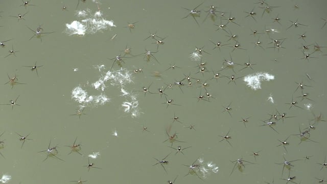 JUST FOR FUN!  Water Strider Playground