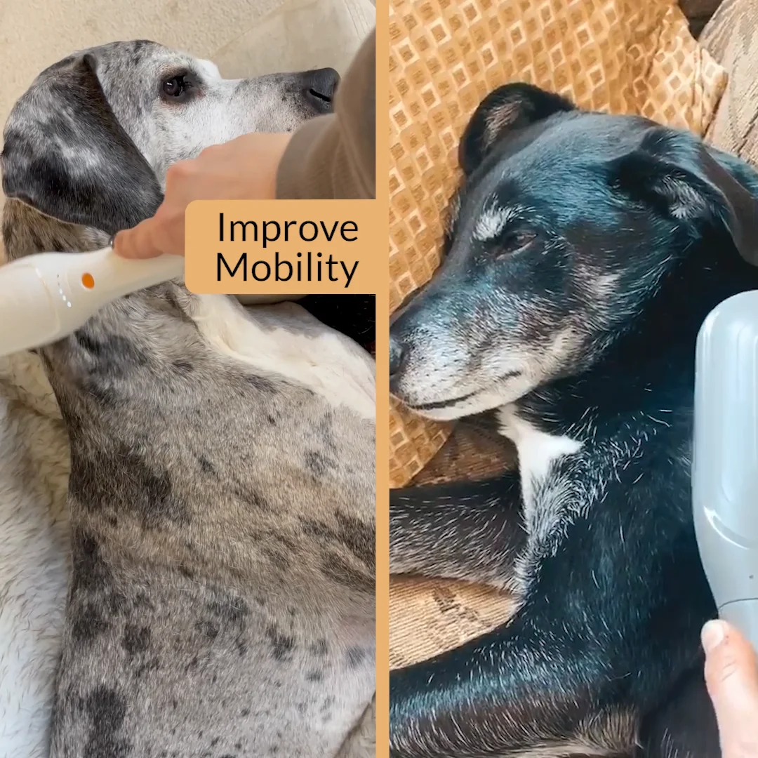 Pets Love Paw Wave Mobile Loop