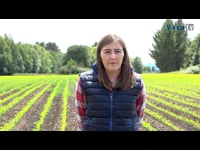 Control del cultivo de maíz en SAT As Pandas. Montserrat Vázquez (Bayer Crop Science)