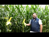 DKC 6308, el nuevo ciclo 600 de Dekalb