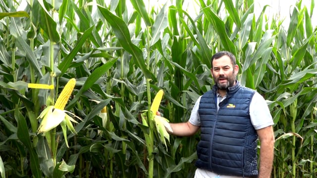 DKC 6308, o novo ciclo 600 de Dekalb