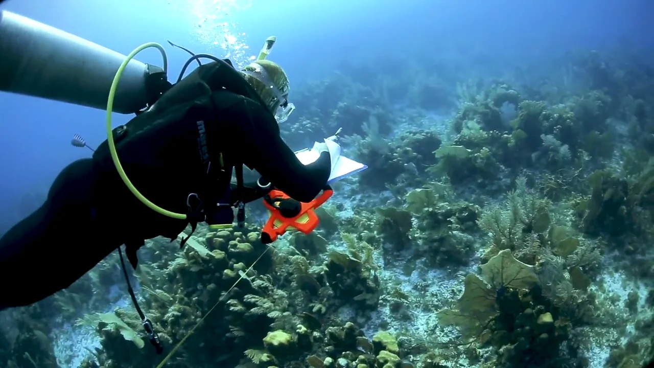 Tears of a Mermaid - On Location: Tigress Tiger Shark Shoot, The Bahamas  on Vimeo