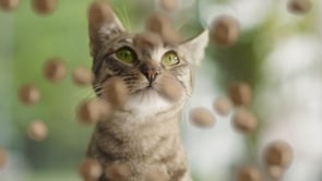 Natural Trainer Cats