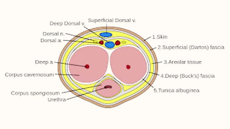 ANDRO PENIS EXTENDER on Vimeo