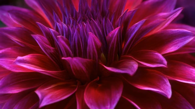 Blooms in Motion