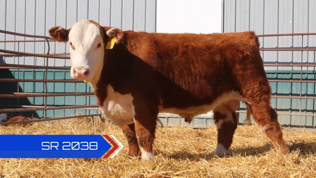 Lot #SR2038 - SR MR BINGO 2038