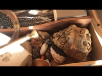 magic box at the wooden hut