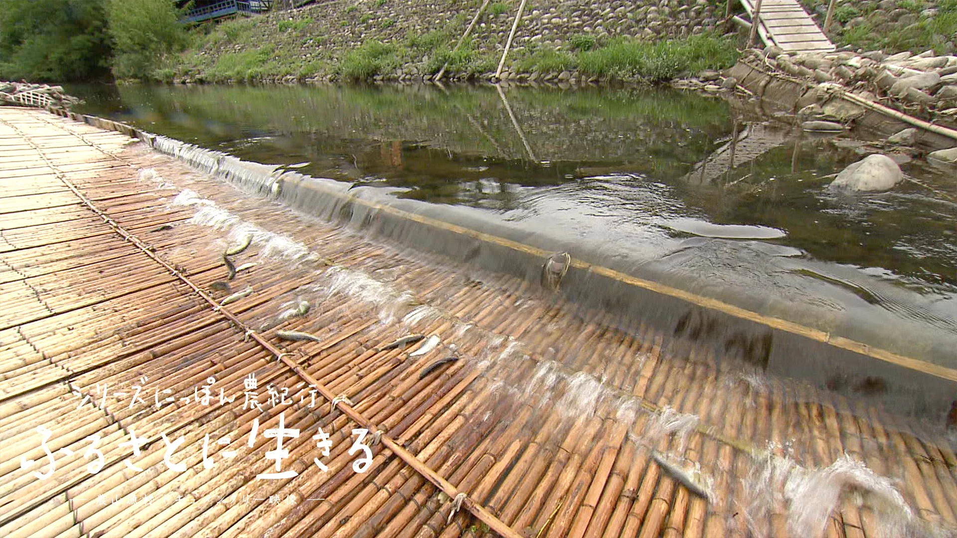 04.揖斐川の伝統漁法、鮎のヤナ漁｜岐阜県｜にっぽん農紀行 ふるさとに