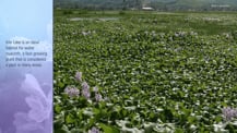 Image of Inle Lake covered with water hyacinths. Text appears at left.