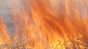 Waco Wetlands Prescribed Burn