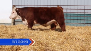 Lot #SR2049 - SR MR BINGO 2049