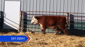 Lot #SR2041 - SR JAMBALAYA 2041 **OUT OF SALE**