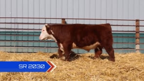 Lot #SR2030 - SR RAWHIDE 2030