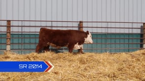 Lot #SR2014 - SR RAWHIDE 2014