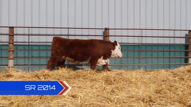 Lot #SR2014 - SR RAWHIDE 2014