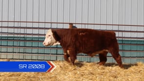 Lot #SR2008 - SR MR RAWHIDE 2008