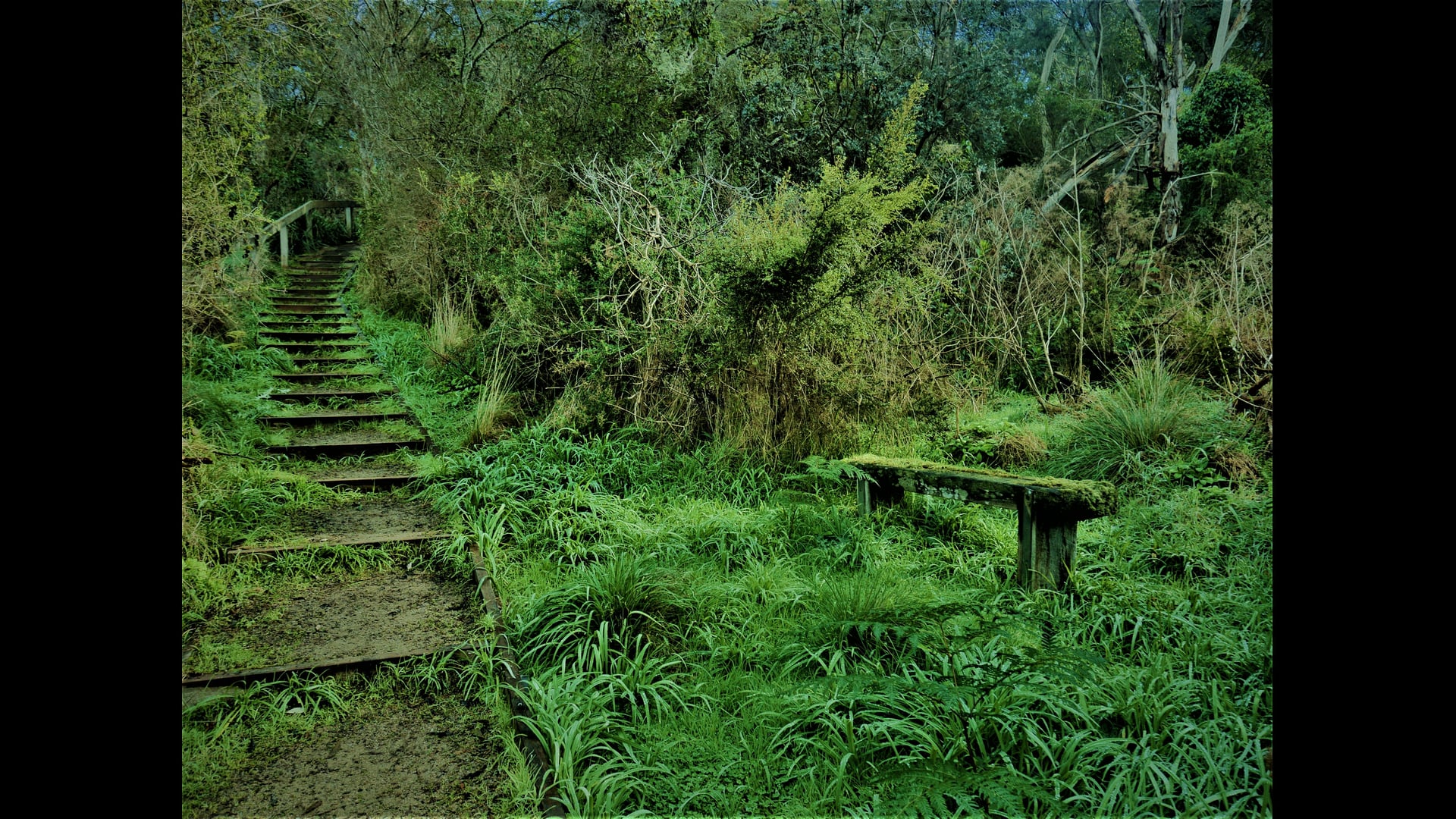 Sometimes I Snap Pictures