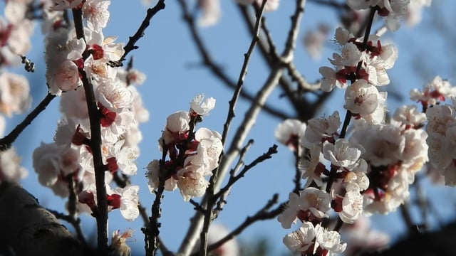 Flowers Cherry Blossoms Sakura - Free video on Pixabay