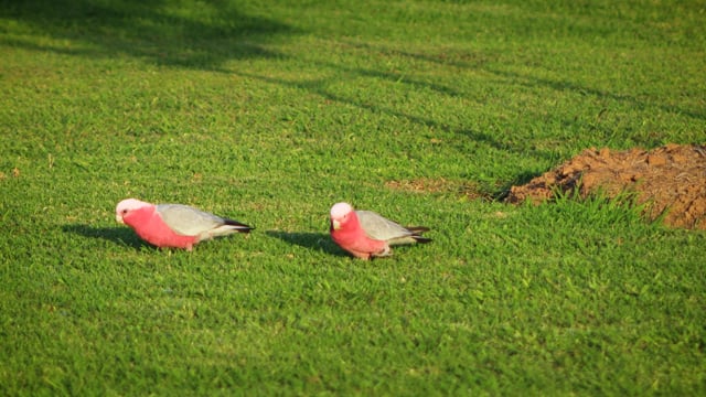 australian pink cockatoo