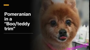 How to do a Pomeranian in a so called Boo trim