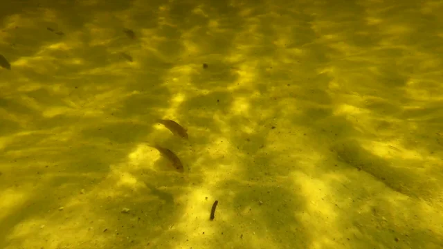 There is no better way to fish for Yellow Perch than watching your bobber  go up and down on the lake. Clarissa Mazur @mazur.woods.water