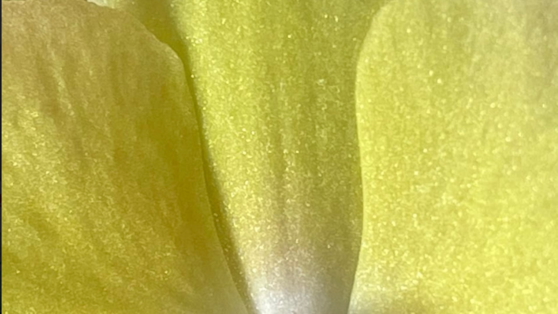 2021 March 08: Exploring Momentary Concentration -- Kanaka Samadhi