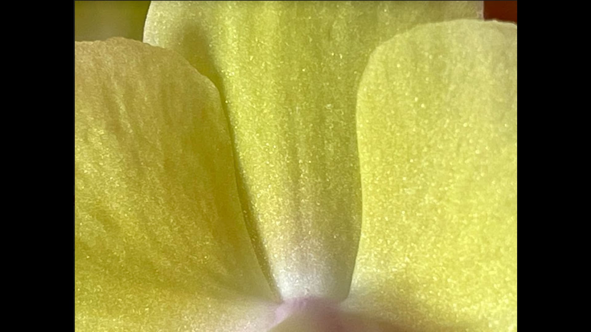 2021 March 08: Exploring Momentary Concentration -- Kanaka Samadhi