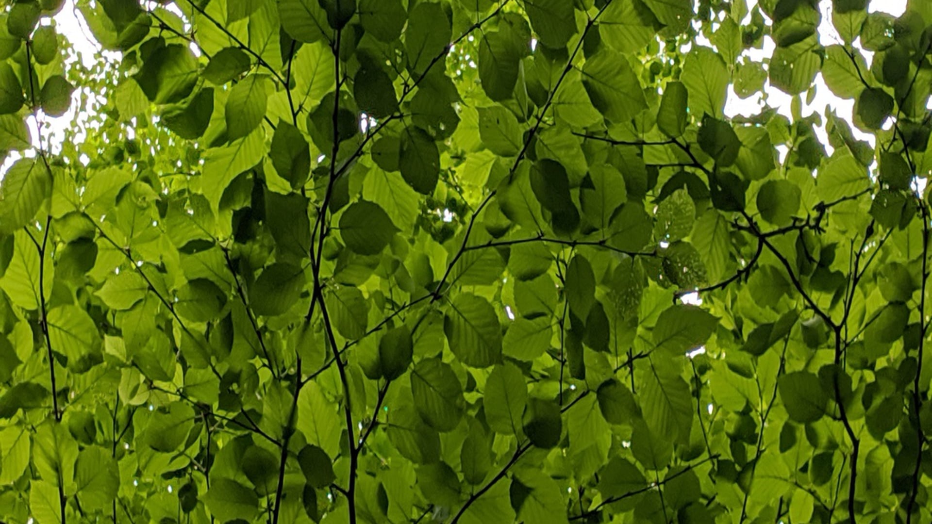 2021 March 11: The Calming, Steadying, & Soothing of Samadhi