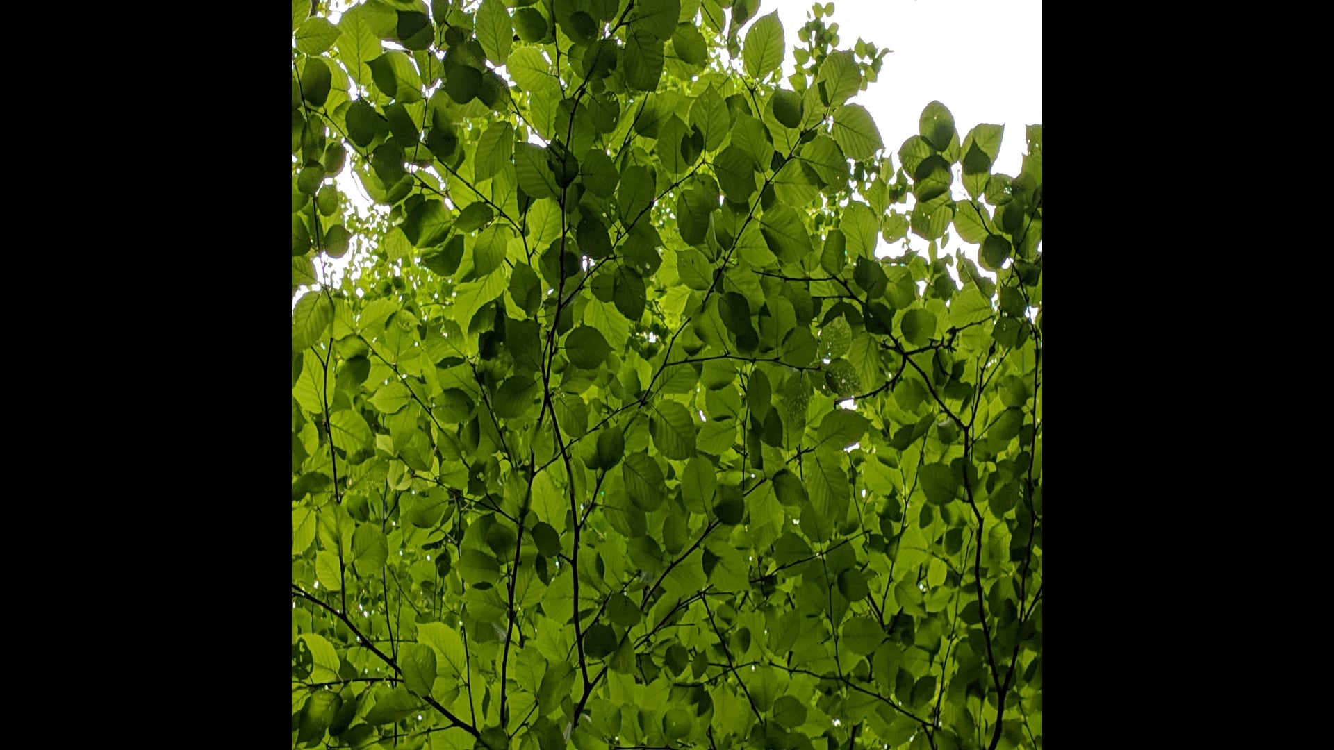 2021 March 11: The Calming, Steadying, & Soothing of Samadhi