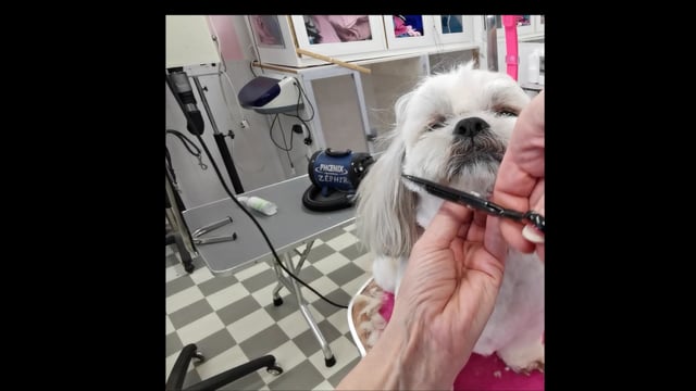 A short Asian Fusion inspired head on a Shih Tzu