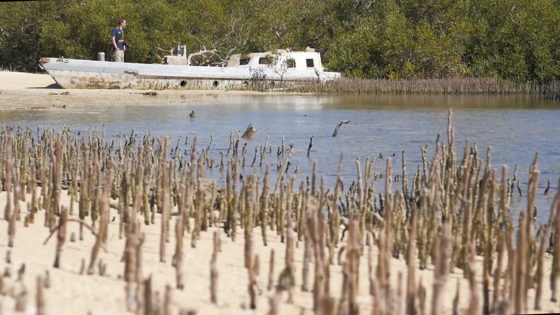 Preview of Randi Gitz’s film about the mangroves of Wadi Lahami