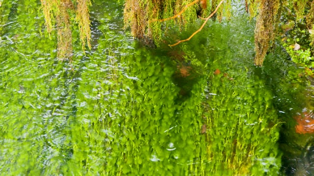 Riverweed in Clear Waters - Nature Relax Video