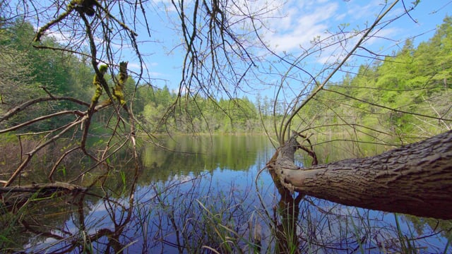 Soothing Sounds of a Spring Lake for Relaxation
