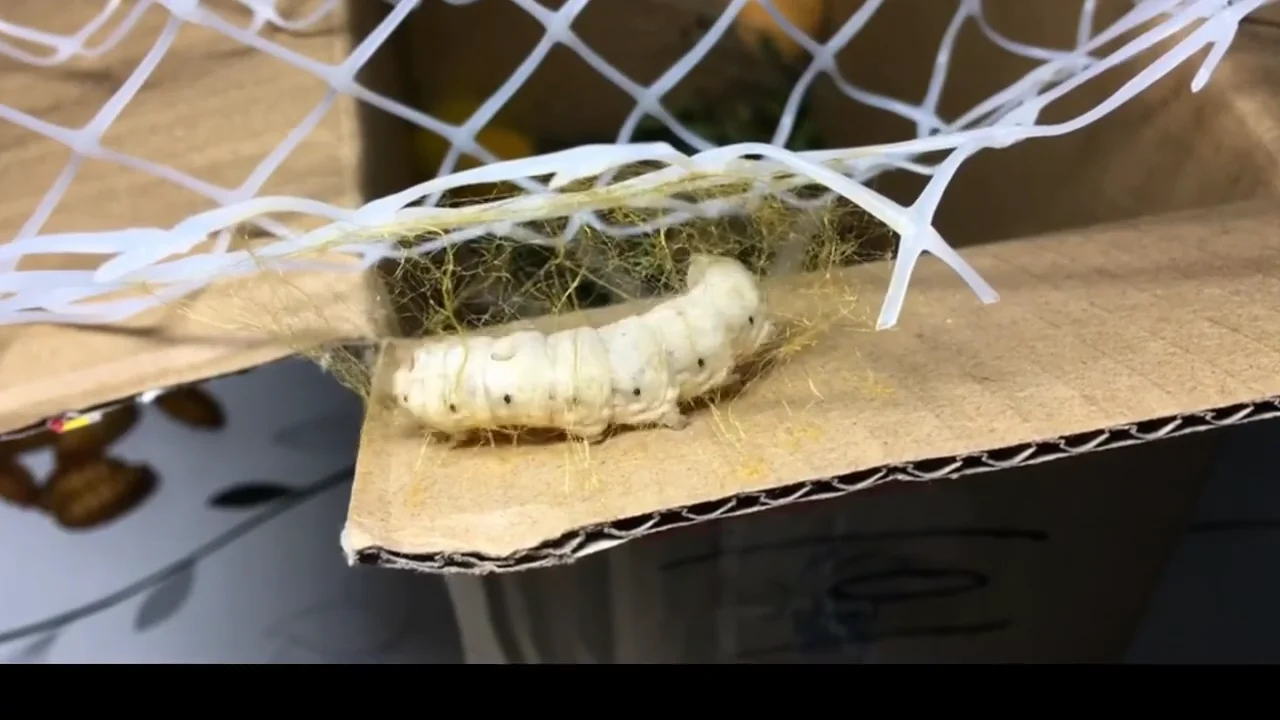 How Do Silkworms Make Silk in How Silk is Made on Vimeo