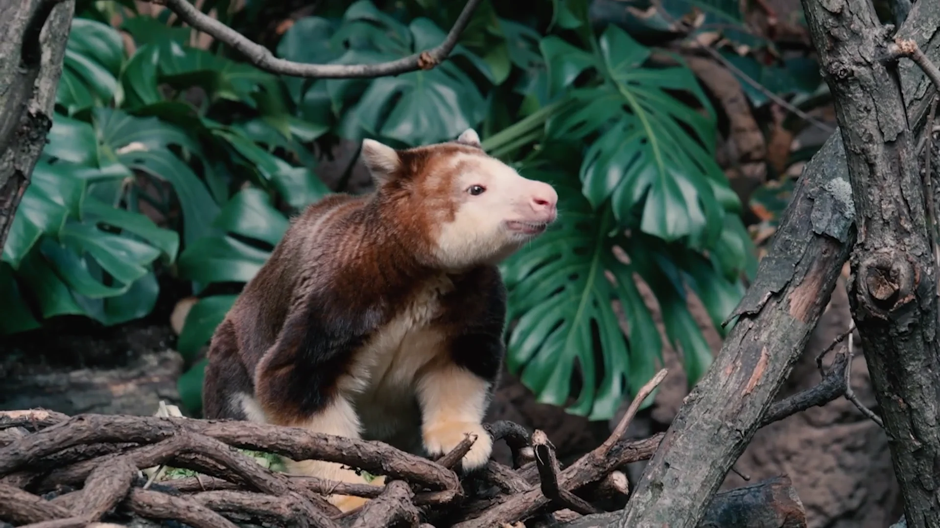 JungleWorld - Bronx Zoo